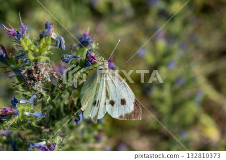Cabbage white butterfly collecting pollen, pieris brassicae, lepidoptera Cabbage white butterfly collecting pollen, pieris brassicae, lepidoptera 132810373