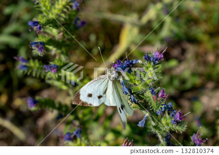 Cabbage white butterfly collecting pollen, pieris brassicae, lepidoptera Cabbage white butterfly collecting pollen, pieris brassicae, lepidoptera 132810374