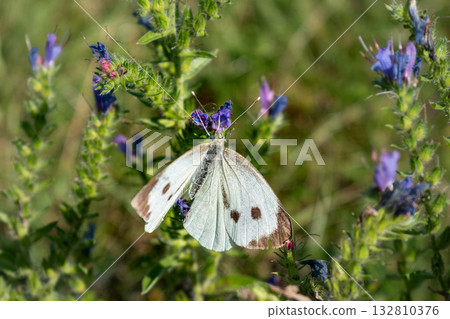 Cabbage white butterfly collecting pollen, pieris brassicae, lepidoptera Cabbage white butterfly collecting pollen, pieris brassicae, lepidoptera 132810376