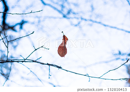 枯葉在蜘蛛絲上搖曳 132810413