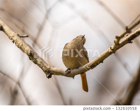 The female of the jawbuttak that sticks to the branch 132810558