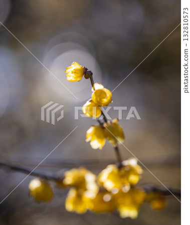 Rhubai花在早期的春天開花 132810573