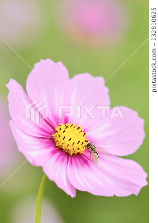 Pink cosmos and a bee sucking nectar Pink cosmos and a bee sucking nectar 132810625