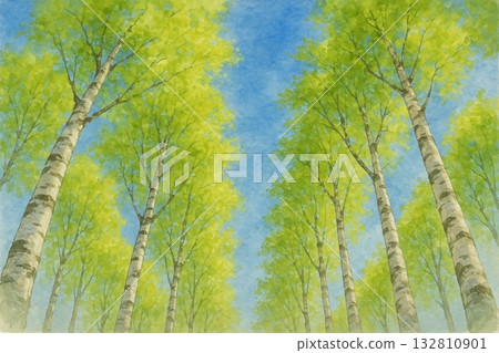 白樺林,一排白樺樹,仰望藍天,水彩畫 白樺林,一排白樺樹,仰望藍天,水彩畫 132810901