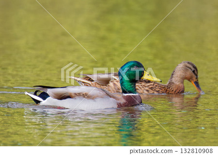 雄性和雌性綠頭鴨游泳 132810908