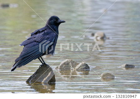 一隻烏鴉站在水邊 132810947