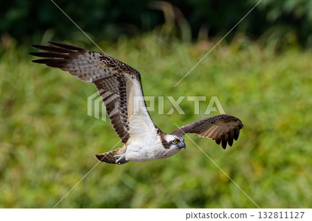 Flying Flying Osprey Flying Flying Osprey 132811127