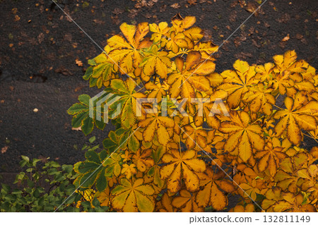 top view of a chestnut tree with autumn leaves. a beautiful yellowed tree in the garden.  132811149