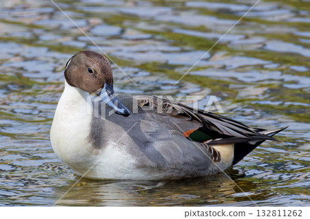 雄性北針尾鴨轉身 雄性北針尾鴨轉身 132811262