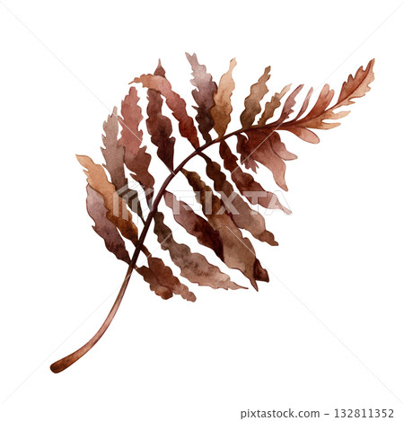 Fern Branch. Dark red brown autumn plant. Watercolor hand drawn floral illustration isolated on white background for fall wedding design home textile print card cosmetic package porcelain crockery Fern Branch. Dark red brown autumn plant. Watercolor hand drawn floral illustration isolated on white background for fall wedding design home textile print card cosmetic package porcelain crockery 132811352
