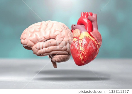 Human brain and heart models floating together, symbolizing a balance of thought and feeling 132811357