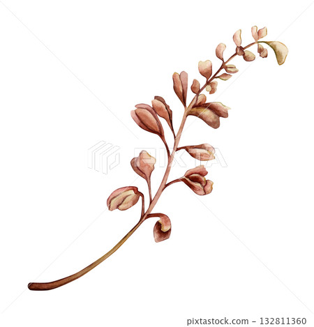 Dark red branch with buds. Herb grass plant for bouquet. Watercolor hand drawn floral illustration isolated on white background for fall wedding design print card cosmetic package porcelain crockery Dark red branch with buds. Herb grass plant for bouquet. Watercolor hand drawn floral illustration isolated on white background for fall wedding design print card cosmetic package porcelain crockery 132811360