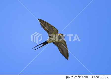 A red-rumped swallow flying with nesting material in its mouth 132811367