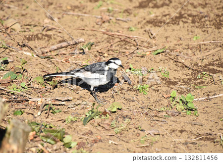 White wagtail (white wagtail) 132811456