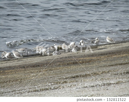 凱米川濱海岸上有大量候鳥,即普通鷸。 凱米川濱海岸上有大量候鳥,即普通鷸。 132811522