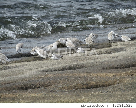 凱米川濱海岸上有大量候鳥，即普通鷸。 132811523