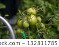Ripening Tomato in a Lush Garden 132811785