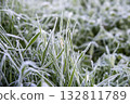 Frosty Grass Blades in the Morning Light 132811789