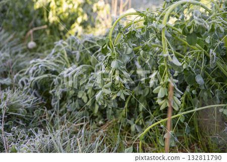Frosty Grass Blades in the Morning Light Frosty Grass Blades in the Morning Light 132811790