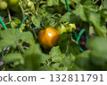 Ripening Tomato in a Lush Garden 132811791