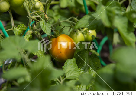 Ripening Tomato in a Lush Garden 132811791