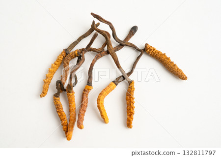 Cordyceps sinensis or Ophiocordyceps sinensis isolated on white background, mushroom herb treatment medicine. Cordyceps sinensis or Ophiocordyceps sinensis isolated on white background, mushroom herb treatment medicine. 132811797