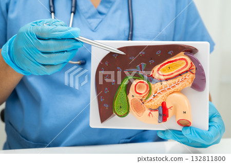 Liver with gallbladder, pancreas spleen and duodenum, Asian doctor holding human anatomy model for study diagnosis and treatment in hospital. 132811800