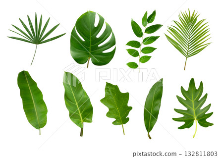Banana, palm and momstera green leaf tropical plant isolated on white background. 132811803