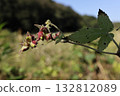 Nature Plants Kanamugura, early November. The young green fruits are swelling and peeking out from the bracts. 132812089