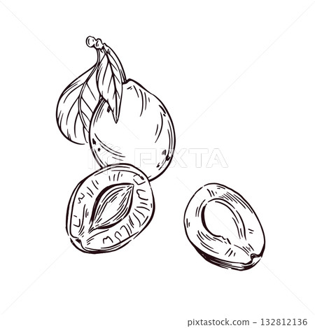 Plum and prunes with leaves, hand-drawn in ink and translated into vector. Vector Illustration For Printing On Food Packaging Kitchen Textile For Printing Coloring Pages. Vector illustration 132812136