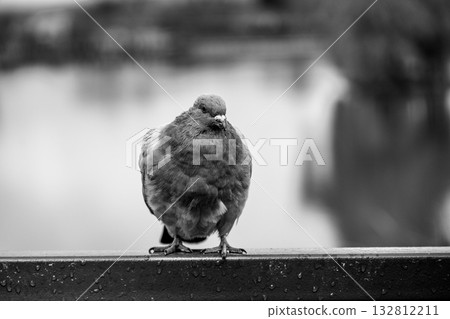 A pigeon stands confidently on a railing, its feathers slightly ruffled. Behind it, a tranquil body of water reflects the soft light of dusk, creating a peaceful atmosphere. A pigeon stands confidently on a railing, its feathers slightly ruffled. Behind it, a tranquil body of water reflects the soft light of dusk, creating a peaceful atmosphere. 132812211