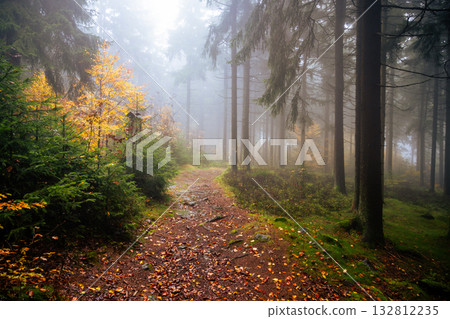 A serene country road winds through a vibrant autumn forest. Tall trees surround the path, their leaves displaying a beautiful mix of colors as fog gently blankets the area. 132812235