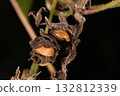 Nature Plant Kanamgura, a fruit wrapped in withered bracts. Yellowish brown, 4-5 mm, slightly flattened sphere. 132812339