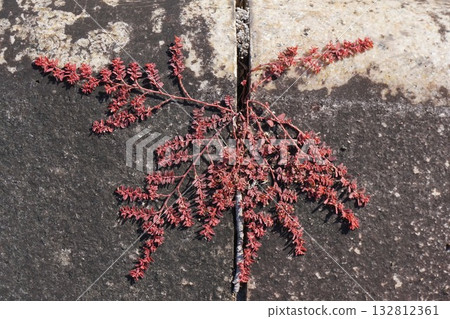 Autumn leaves of "Konishikisou" 132812361