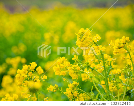 A landscape of rape blossoms heralding the arrival of spring A landscape of rape blossoms heralding the arrival of spring 132812415