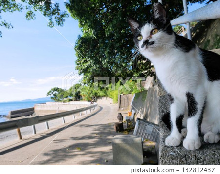 湯島風景：海邊的黑白貓（熊本縣上天草市） 132812437