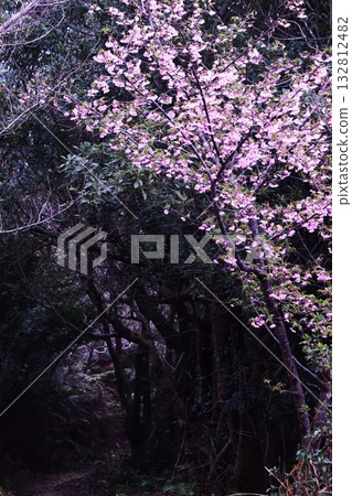 森林裡的櫻花盛開 132812482