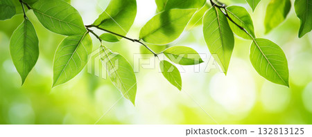 Green leaf branch foliage nature fresh spring sunlight bokeh 132813125