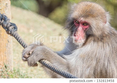 Japanese macaque Arashiyama Monkey Park Iwatayama Japanese macaque Arashiyama Monkey Park Iwatayama 132813458