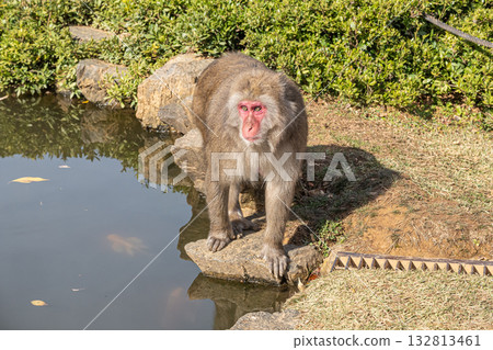 池塘邊的日本獼猴，嵐山猴園岩田山 132813461