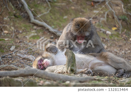 Japanese macaque grooming Arashiyama Monkey Park Iwatayama Japanese macaque grooming Arashiyama Monkey Park Iwatayama 132813464