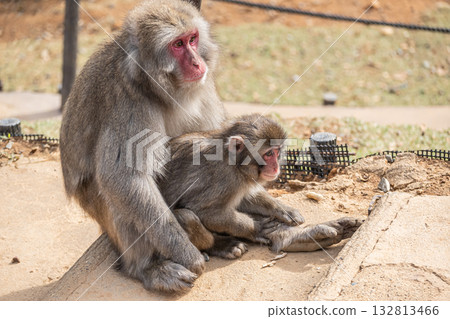 Parent and child of Japanese macaque Arashiyama Monkey Park Iwatayama 132813466