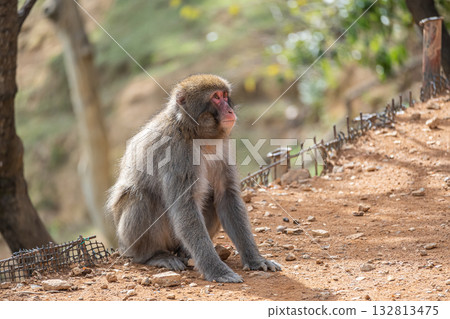 Japanese macaque Arashiyama Monkey Park Iwatayama 132813475