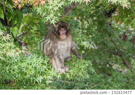 樹上的日本獼猴 嵐山雪猴公園 岩田山 樹上的日本獼猴 嵐山雪猴公園 岩田山 132813477