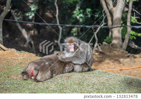 日本獼猴美容 Arashiyama Monkey Park Iwatayama 132813478