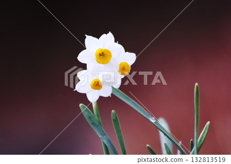 Fantastic background with white daffodil flowers Fantastic background with white daffodil flowers 132813519