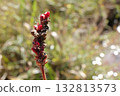 Nature Plants Polygonum sieboldii, racemes with buds but fruit ② 132813573