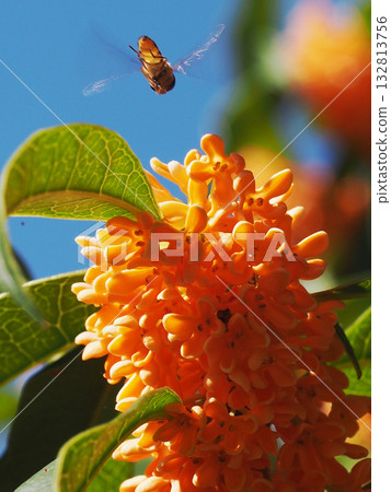 一隻細腿蠅飛向一朵盛開的桂花(秋日的天空、桂花和一隻黃腰花蠅) 一隻細腿蠅飛向一朵盛開的桂花(秋日的天空、桂花和一隻黃腰花蠅) 132813756