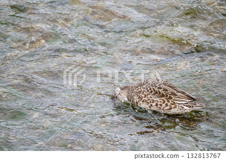一隻雌性綠頭鴨將頭伸入河中覓食。京都市鴨川 132813767