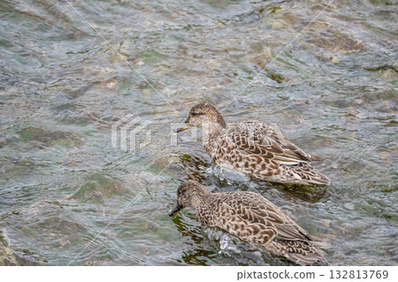 女性青色,鴨川,京都 女性青色,鴨川,京都 132813769